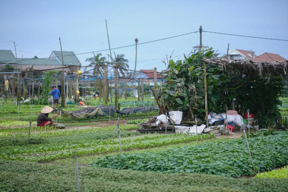 Vườn rau của Ngô Thị Như Thúy